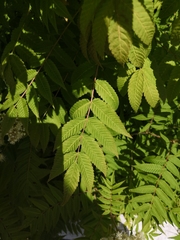 Sorbaria sorbifolia