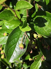 Cotoneaster