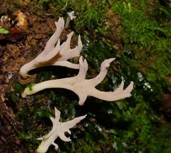 Clavulina vinaceocervina