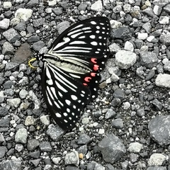 Hestina assimilis assimilis