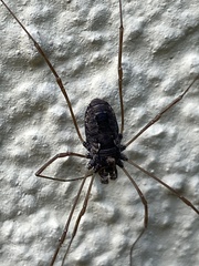 Platybunus
