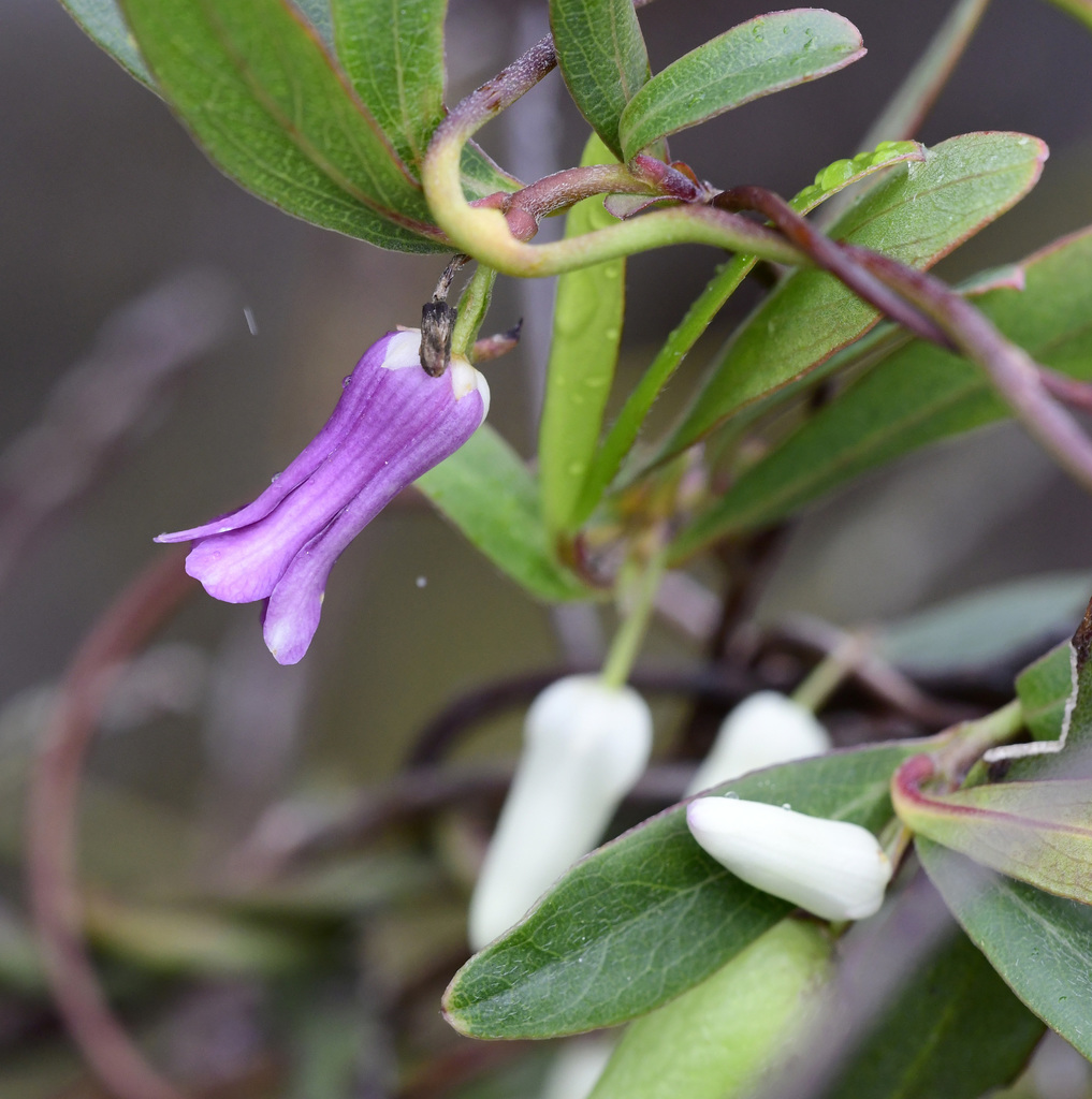 Billardiera coriacea