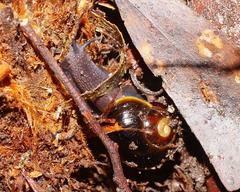 Victaphanta compacta