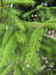 Picea abies