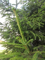 Picea abies
