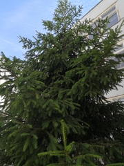 Picea abies
