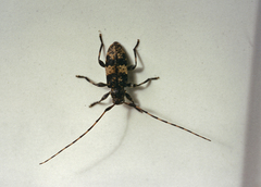 Leiopus linnei