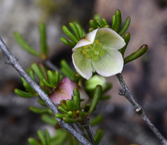 Boronia crassifolia