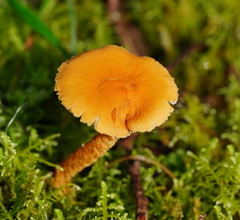 Cystoderma muscicola