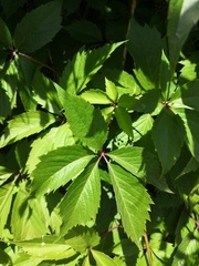 Parthenocissus inserta