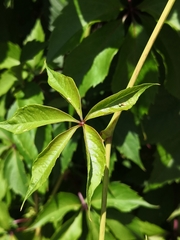 Parthenocissus inserta