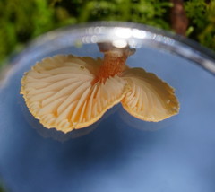Cystoderma muscicola