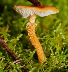Cystoderma muscicola