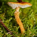 Cystoderma muscicola - Photo (c) Reiner Richter, some rights reserved (CC BY-NC-SA), uploaded by Reiner Richter