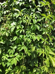 Parthenocissus inserta