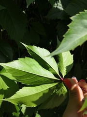 Parthenocissus inserta