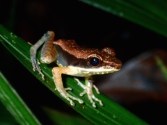 Indosylvirana nicobariensis