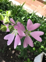 Malva thuringiaca