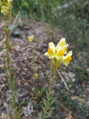 Linaria vulgaris