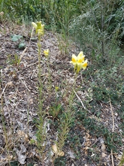 Linaria vulgaris