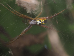 Cyrtophora cylindroides