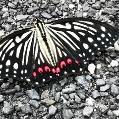 Hestina assimilis assimilis