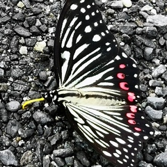 Hestina assimilis assimilis