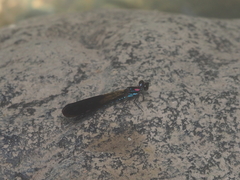 Heliocypha fenestrata