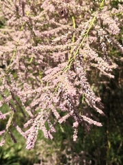 Tamarix ramosissima