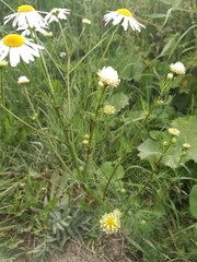 Tripleurospermum inodorum