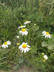 Tripleurospermum inodorum