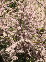 Tamarix ramosissima