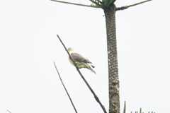 Treron sieboldii sieboldii