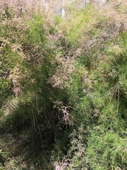 Tamarix ramosissima
