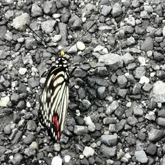 Hestina assimilis assimilis