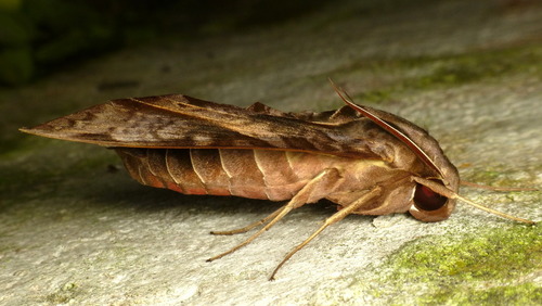 Satellite Sphinx
