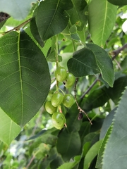 Prunus virginiana