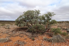 Eucalyptus trivalva