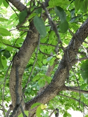 Prunus virginiana