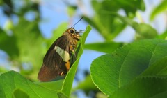 Coeliades sejuncta
