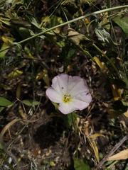 Convolvulus arvensis