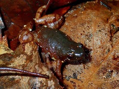 Chaperina fusca