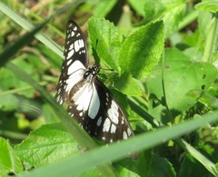 Graphium philonoe philonoe