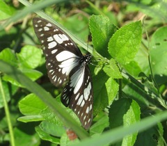 Graphium philonoe philonoe