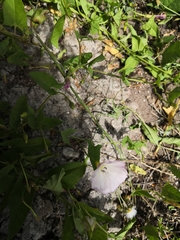 Convolvulus arvensis