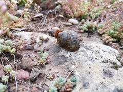 Cornu aspersum