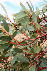 Eucalyptus trivalva