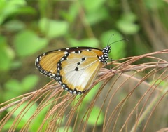 Danaus chrysippus dorippus