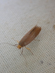 Crassa unitella