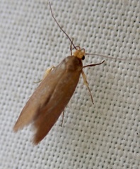 Crassa unitella